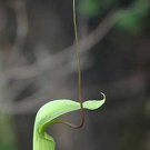 Arisaema Tortuosum Whipcord Cobra Lily Jack In The Pulpit 10 Seeds