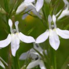 Lobelia Spicata Palespiked-Lobelia 100 Seeds