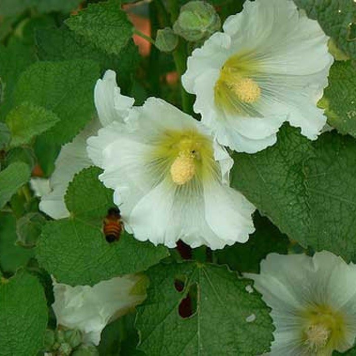 Alcea Rosea Hollyhock 20 Seeds