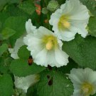 Alcea Rosea Hollyhock 20 Seeds