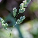 Dactylis Glomerata Cocks Foot Orchardgrass 100 Seeds