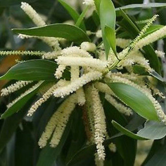 Acacia Mangium Black & Hickory Wattle Forest Mangrove 20 Seeds