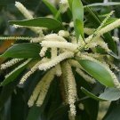 Acacia Mangium Black & Hickory Wattle Forest Mangrove 20 Seeds