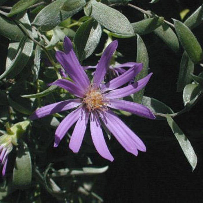 Symphyotrichum Sericeum Silky Aster 20 Seeds
