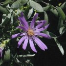 Symphyotrichum Sericeum Silky Aster 20 Seeds