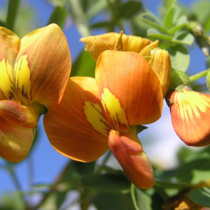 Colutea Arborescens Bladder Senna 20 Seeds