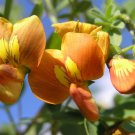Colutea Arborescens Bladder Senna 20 Seeds