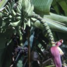 Musa Thomsonii 5 Seeds