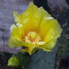 Opuntia Dillenii Dillen & Sweet Prickly Pear Eltham Indian Fig 10 Seeds