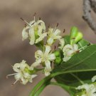 Cordia Dichotoma Assyrian & Sebastian Plum Fragrant Manjack 10 Seeds
