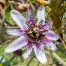 Passiflora Alnifolia 5 Seeds