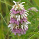 Monarda Citriodora Lemon Bee Balm Purple Horsemint 100 Seeds