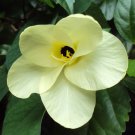 Bauhinia Tomentosa St Thomas Bell Orchid Yellow Butterfly Tree 5 Seeds