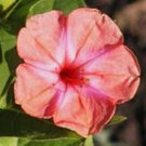 Mirabilis Jalapa Salmon Sunset Four Oclock Marvel Peru 5 Seed