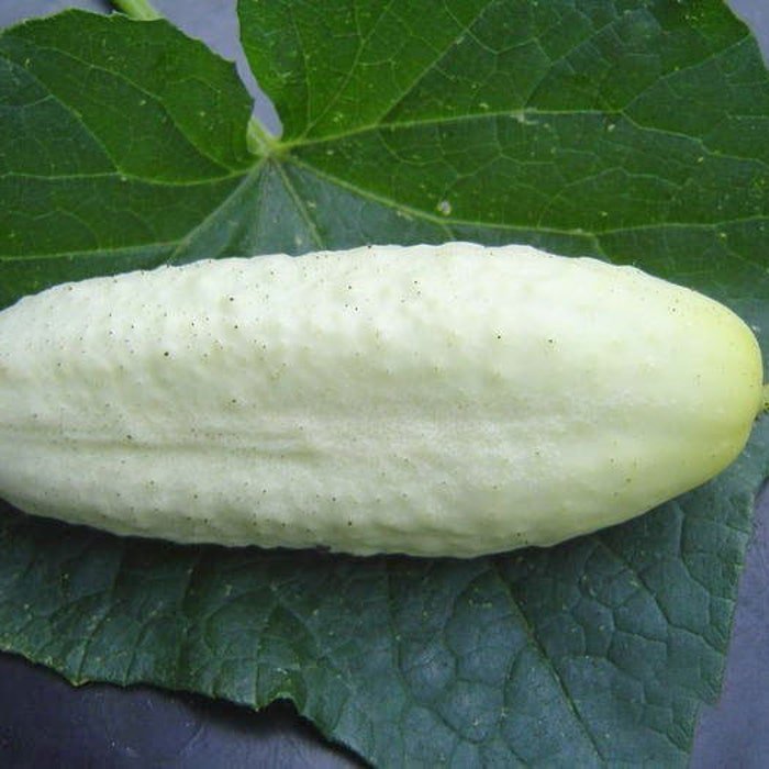 Cucumis Sativus White Wonder Garden Cucumber 10 Seeds