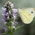 Agastache Foeniculum Anise Hyssop Licorice Mint 200 Seeds