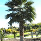 Washingtonia Robusta Mexican Fan Palm Skyduster 10 Seeds