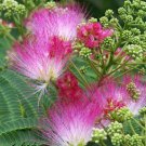 Albizia Julibrissin Mimosa Tree 5 Seeds