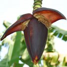 Musa Acuminata Burmannica 10 Seeds