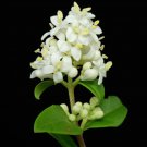 Ligustrum Vulgare Common European Wild Privet 100 Seeds