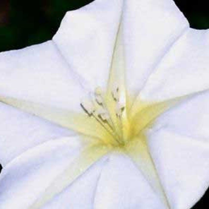 Ipomoea Alba Tropical White Morning Glory Giant White Moon Vine 5 Seeds