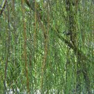 Cupressus Macrocarpa Saligna Aurea Weeping Golden Cypress 10 Seeds