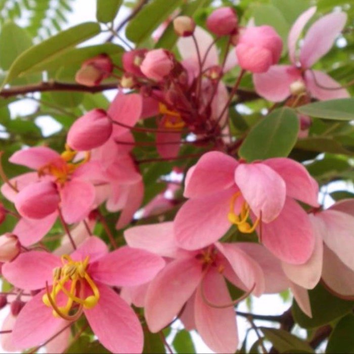 Cassia Javanica Subsp. Nodosa Apple Blossom Cassia 10 Seeds