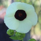 Hibiscus Vitifolius Grape Leaved Mallow Tropical Fanleaf 10 Seeds