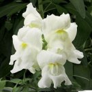 Antirrhinum Majus Snowflake Snapdragon 20 Seeds