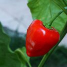 Capsicum Baccatum Malawi Pepper 20 Seeds