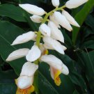 Alpinia Mutica Small Shell Ginger False Cardamom 5 Seeds