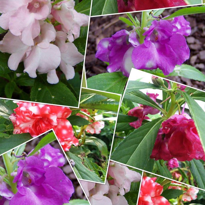 Impatiens Balsamina Mixed Colors Balsam Touch-Me-Not 20 Seeds