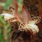 Zingiber Rubens Bengal Ginger 10 Seeds