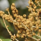 Mallotus Tetracoccus Rusty Kamala 10 Seeds