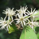 Chionanthus Mala-Elengi Malabar Fringe Tree 10 Seeds