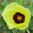 Hibiscus Cannabinus Yellow Kenaf Brown Indianhemp 10 Seeds