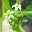 Morinda Citrifolia Beach & Indian Mulberry Cheese Fruit Noni 20 Seeds
