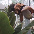 Ensete Superbum False & Rock Banana 5 Seeds