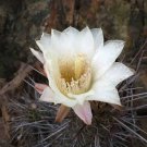 Eulychnia Acida Copao 20 Seeds