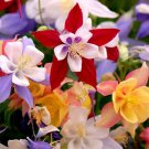 Aquilegia Caerulea Mckana Giants 50 Seed