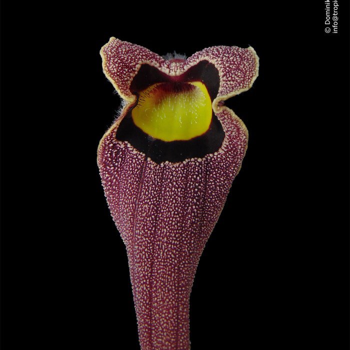 Aristolochia Foetida 5 Seeds