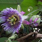 Passiflora Edulis Granadilla Qarandila Maracuja 20 Seeds