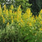 Senna Marilandica Maryland Senna Wild Senna 50 Seeds