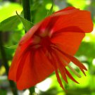 Pentapetes Phoenicea Noon Flower Midday Scarlet Mallow 10 Seeds