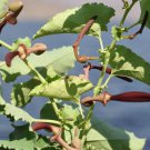 Aristolochia Bracteolata 50 Seeds
