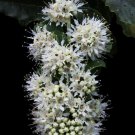 Galpinia Transvaalica Transvaal Privet Wild Pride Of India 10 Seeds