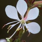 Oenothera Filiformis Large Flowering Gaura 20 Seeds