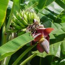 Musa Sikkimensis Darjeeling & Hookers Hardy Banana 5 Seeds