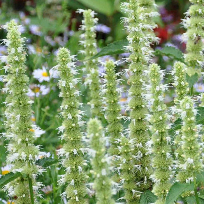 Agastache Mexicana White Giant Hyssop 200 Seeds