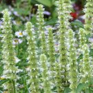 Agastache Mexicana White Giant Hyssop 200 Seeds